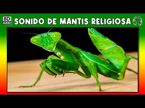 Sound of praying mantis - stridulation