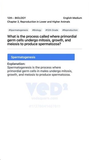 Spermatogenesis in Biology 12th Reproduction Chapter