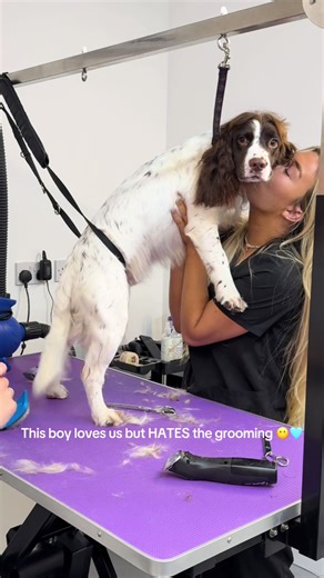 Springer Spaniel's Mixed Feelings About Grooming
