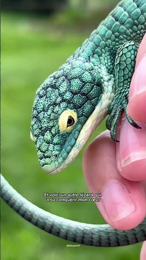 The 5 most beautiful lizards in the world! 🦎😍
