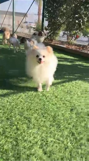 Dog playtime unleashed! ❤ #actingchallenge#smalldogs#pomaranian#tiktokviral#fypシ゚viral#playdog#viral