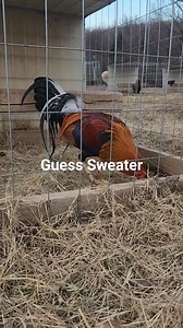 #sweater# Guess | Guess farm