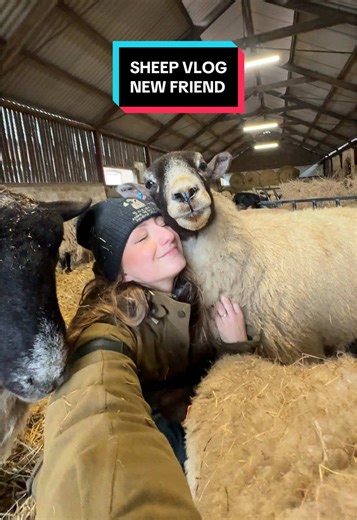 Sheep Friendship: My Unexpected Encounter on the Farm