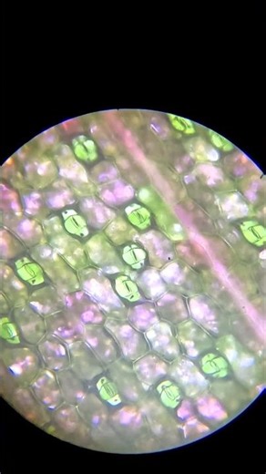 This is how plants breathe. #microscopy #biologyexperiment #plantcells #scienceathome