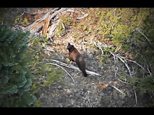 Bear It - Oregon Fall Bear Hunt