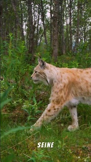 🌲 Der Luchs – heimlicher Bewohner des Bayerischen Waldes 🐾