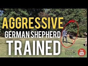 Aggressive German Shepherd Training- Breaking through fear aggression- Titan Ep-1
