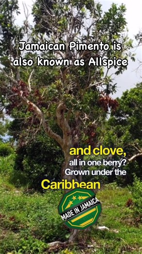 9.1K views · 92 reactions | Presented by Mahalia Davis Jamaican Pimento (All Spice) The bold and aromatic flavour of Jamaican Pimento makes it a staple in Caribbean cuisine. #jamaica #spice #pimento #seasoning #madeinjamaica Video by Made in Jamaica | Caribbean Delights | Facebook