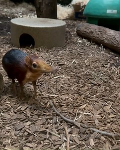 3.5K views · 299 reactions | Stupendous (giant elephant) shrew snoot squiggles  | Philadelphia Zoo | Facebook