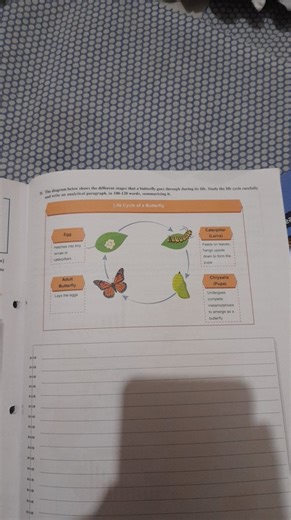 The diagram below shows the different stages that a butterfly g... | Filo