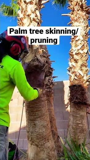 How to skin/prune a palm tree #shorts