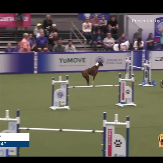 Boxer dog in agility #boxerdog | 7Dogs
