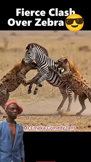 128K views · 837 reactions | Zebra story | Mr Emeka comedy fans | Facebook