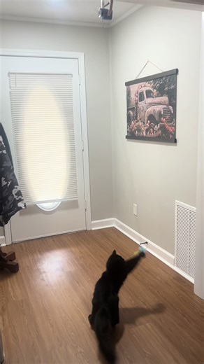 Fun Electric Cat Teaser with Remote Control