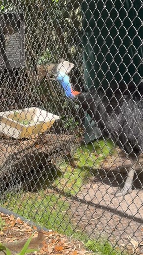 Cassowary attacks animal in zoo #Cassowary #zoo #Jesuslovesyou