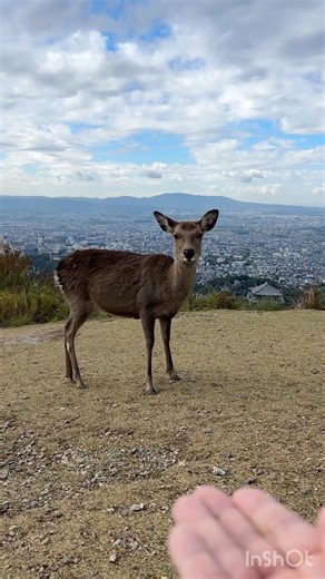 【癒し】鹿せんべい、どうぞ。