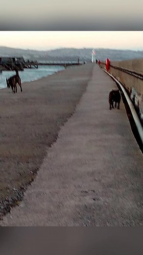 Just seen these from 2018 of me n Archie fostering Shadow bit highly strung but he was quite well behaved with us I got clean the year before so I'm not far away from a decade clean that's clean from methadone everything around opiates I'm no goody 2 shoes I still do everything else on occasion I'm stubborn though I won't let anything or anyone control me anymore 💪💚 | Damon Keery