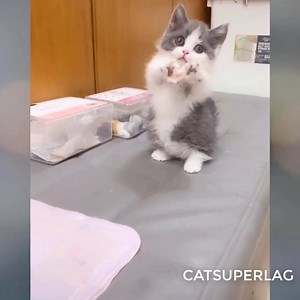 Cuteness overload 😗 | Cat Super LAG