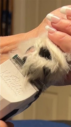 Get The Perfect Shave For Your Dog's Paw Pads