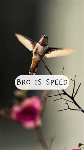 An absolute speed demon 😈 Allens hummingbird #wildlife #nature #hummingbird