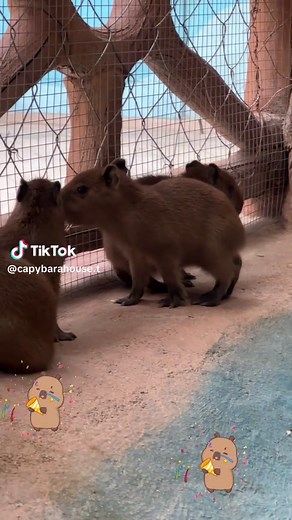 Celebrating Chinese New Year with Capybaras