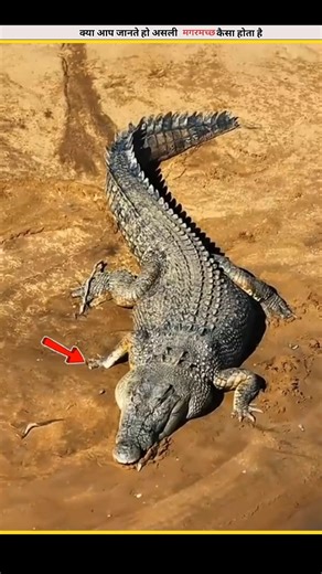 Crocodile असलमे कौनसा है? #facts #shorts