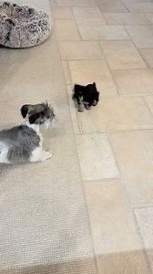 Cute Video of Trudi and Pixie playing together. Pixie is 7-8 pounds but looks huge next to Trudi. I love to hear the pitter-patter of their little feets on the carpet. Trudi's fearless attitude is one of the main reasons that Ann chose her for agility. #puppy #miniatureschnauzer | Texas T's Teacup and Toy Schnauzers
