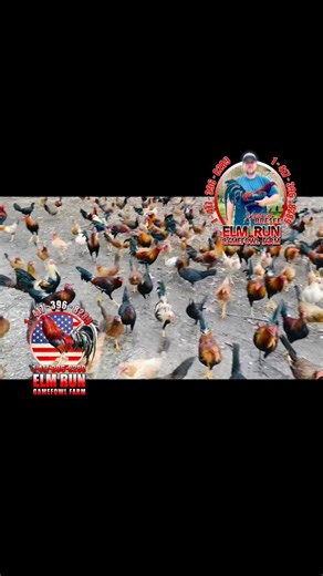 #elmrunfarm #elmrun #gamefowlbreeder #fypviralシ | Elm Run Farm