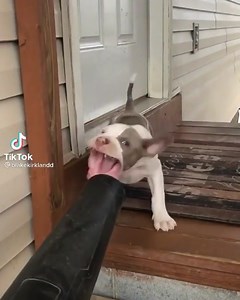 1.1M views · 10K reactions | puppy vs leaf blower 藍❤ | Pitbull Terrier | Facebook