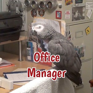 209K views · 7K reactions | Einstein is the office manager and oversees all operations. This includes entertaining his co-workers by asking what's a close and a roose and telling everyone to shake their butt! He gives them positive vibes and lots of kisses. Last but not least, a good manager always knows when it's time to eat dinner corn! Good job Einstein! | Einstein the Talking Texan Parrot | Facebook