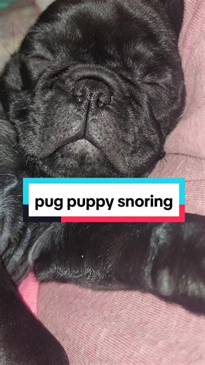 My 9 week old pug puppy snoring.. ♥️#pug #pugpuppy #puglove #puglife #pugmom #pugsoftiktok #dogsoftiktok