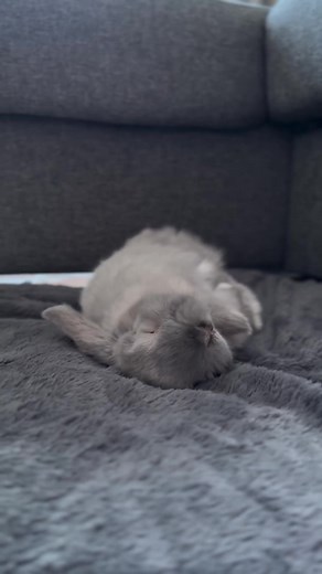 NYCBUNNIES on TikTok