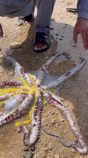 Giant Octopus Releases Yellow Ink 😱 Amazing Sea Creature #shorts