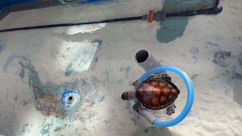 Sea turtle floats on a ring while being pushed through water by friend