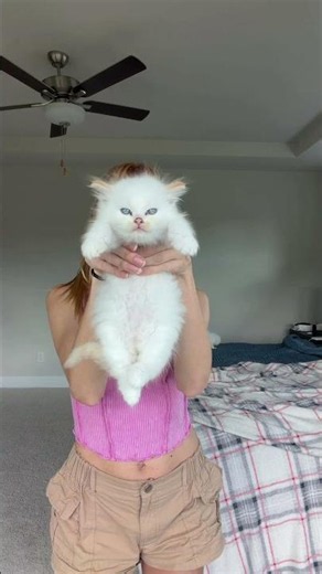 The V litter attempt the Ragdoll test