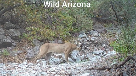 2.1K views · 19 reactions | Explore the wild landscapes of Arizona, where diverse wildlife thrives! From majestic desert scenery to the surprising presence of feral hogs, this video unveils the raw and untamed beauty of the region. #WildArizona #FeralHogs #DesertWildlife | Ellen Roman | Facebook