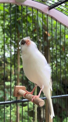 Canary Singing Bird Sounds