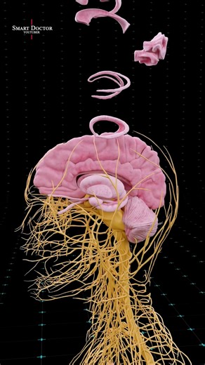 The Hidden Network That Runs Your Body 🧠⚡ . . . Your brain is the most complex structure in the universe — a vast network of over 86 billion neurons sending electrical signals at speeds up to 430 km/h ⚡. Through the spinal cord and peripheral nerves, it controls every heartbeat, breath, and movement you make. This 3D medical visualization reveals the breathtaking design of the human nervous system, the real power grid of life itself. . . #brainanatomy #brain #maleanatomy #reproductivesystem #an