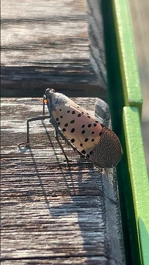 Spotted Lanternfly