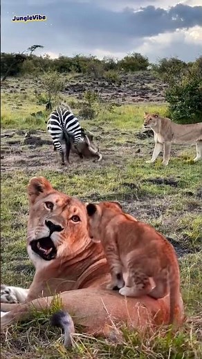 Lioness Hunts Zebra While Her Cub Watches – Raw Savannah Moment