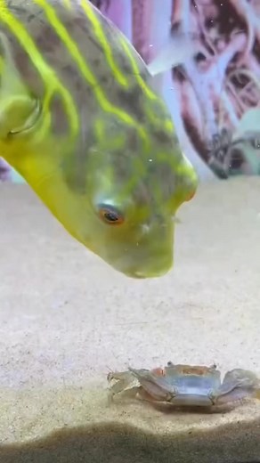 Pufferfish bite crabs fiercely.😱 #pufferfish #memes #fish #aquarium #puffer #fishtank #dankmemes #worldwar #aquariumhobby #ww #pufferfishmeme #plantedtank #freshwateraquarium #aquariumlife #wwiiimemes #babyyoda #cybertruckmemes #babyyodamemes #wwiii #crabravememes #nonutnovembermemes #crabravememe #nnnmemes #nonutnovember #crabrave #nnn #sonicmovie #sonicthehedgehog #sonic #aquariumsofinstagram | Animal Century