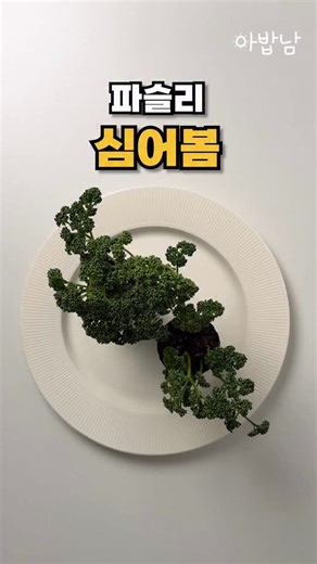 아밥남 on Instagram: "파슬리 키우는 중입니다 🥦"