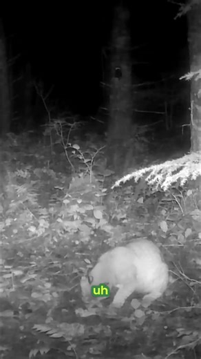 Catching Bobcats at Night: Baiting for Trail Cam Secrets! #shorts