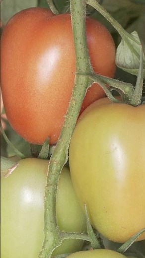 Geminivirus-resistant #tomato variety