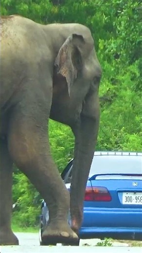 Giant Roadblock: Can We Pass?