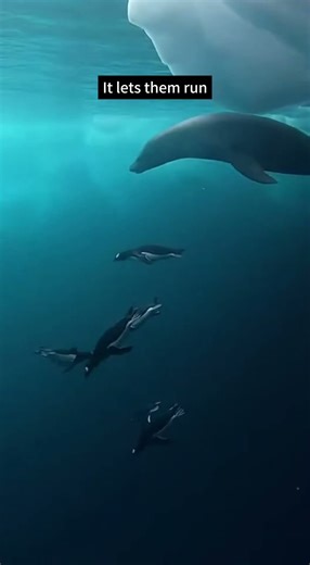 How Leopard Seals Hunt Penguins – An Antarctic Apex Ambush Predator