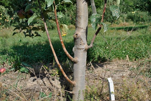 Fruit Tree Care: Removing Tree Suckers & Watersprouts