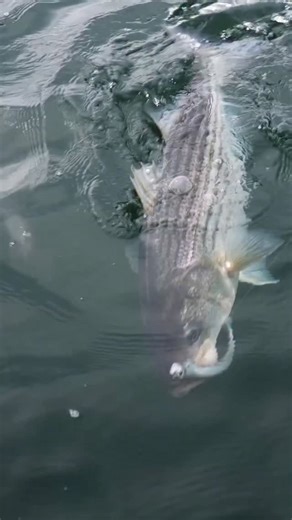 Reposted @zmanfishingproducts The DieZel MinnowZ has quickly become a...