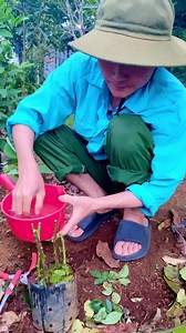 Cách giâm cành hoa hồng mà nhiều anh chị chưa biết. #giamcanh #hoahong #giamcanhhoahong #chiase #kinhnghiem #meohay #giamcanhhoahong Mọi người lấy chai kích rễ về để giâm cành ở đây nè: https://www.anhnongdanaoxanh.com/san-pham/Rooting.html | Anh nông dân áo xanh