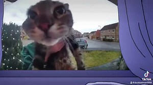 96K views · 7.3K reactions | Duckbatman on Reels | Facebook